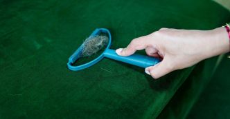 5 astuces de grand-mère pour enlever les poils de chien de différentes surfaces