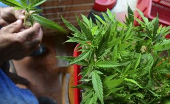 Maroc: Usages licites du cannabis - Le pays dispose d'une législation innovante et unique dans son genre