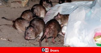 La ville de Genk utilise des pièges numériques pour contrôler la propagation des rats