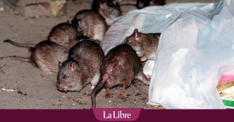 La ville de Genk utilise des pièges numériques pour contrôler la propagation des rats