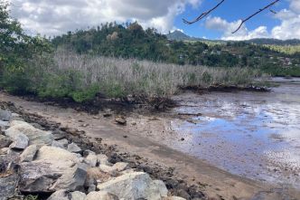 Maintenance des pièges à rats dans la mangrove de Chiconi