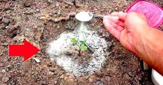 Mettez du bicarbonate de soude sur vos plantes de jardin et voici ce qui se passera