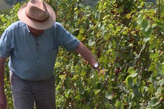 "On aura du mal à faire du vin rosé et du rouge." À l'approche des vendanges, le mildiou inquiète les vignerons