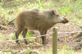 "Il est en pleine forme", la nouvelle vie de Toto le sanglier à Charleville Mézières