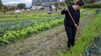 Que choisir, entre du local pas bio ou du bio importé?