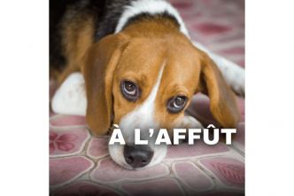 Podcast « A l'affût » : Leptospirose chez le chien: Comment la soigner et l’éviter?