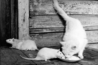 Que faire si des souris et des rats s'invitent chez vous