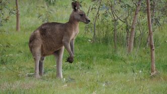 Creuse: un kangourou en fuite, les gendarmes à sa recherche