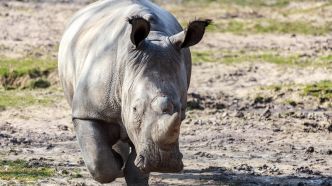 Indonésie : un homme arrêté pour avoir vendu des cornes de rhinocéros via les réseaux sociaux