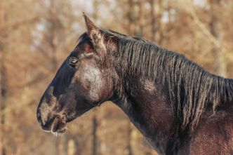 Race : Le Nonius, un cheval digne d’un bijou hongrois