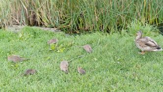 [VIDÉO] Les rats côtoient les canards au parc Jarry à Montréal