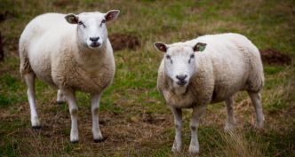 Fièvre catarrhale ovine : «Ce n'était pas une surprise»