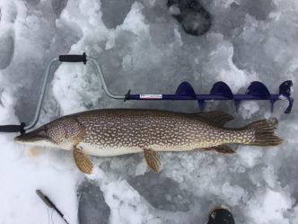 Pêche sur Glace au Brochet au Québec : Techniques et Astuces pour Capturer de Gros Spécimens