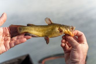 Comment éviter les poissons-chats quand on pêche la carpe ?
