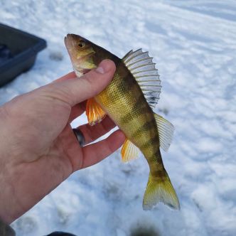 Comment Trouver la Perchaude en Pêche Blanche au Québec