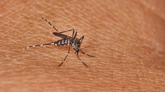 Premier cas de chikungunya en Occitanie : ce que vous devez faire pour éviter l'infection