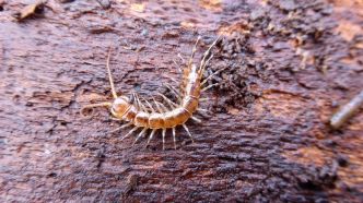 Des mille-pattes sont menacés d'extinction en France: voici pourquoi c'est une mauvaise nouvelle