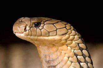 Traduction du livre du Dr Bryan Ardis « Au-delà des mensonges COVID-19 », 2ème partie : la connexion COVID-19, injections ARNm et toxines de venin de serpents par la recherche scientifique