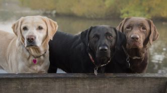 La couleur d'un chien pourrait indiquer sa durée de vie, selon une étude