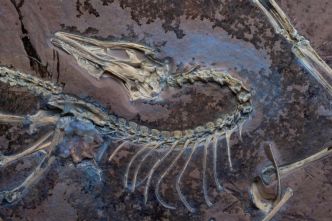 Les nouvelles plumes de l'archéoptéryx