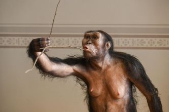 Lucy, la plus célèbre australopithèque, fait son premier voyage en Europe