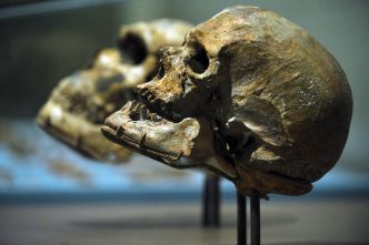 Les groupes sanguins ont évolué rapidement après la sortie d'Afrique d'« Homo sapiens »