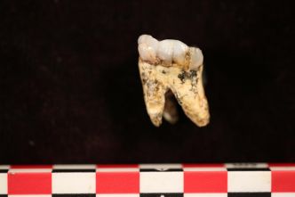 La part de la viande dans le menu d'australopithèques révélée par leurs dents
