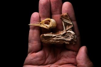 Un fossile d'oiseau vieux de 80 millions d'années découvert au Brésil