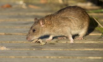 Personne n'y pense, mais cet objet courant du jardin attire les rats et les souris à la maison