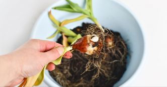 L'automne c'est la saison parfaite pour planter des bulbes à fleurs