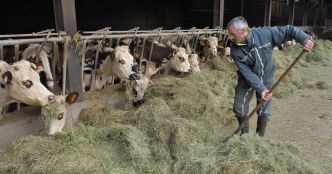 Faute de soutien, l'agriculture bio recule
