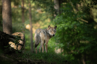 Loup en Corrèze : 50 ovins victimes lors de deux attaques depuis fin mai