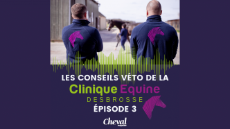 Les conseils véto de la Clinique Equine Desbrosse : Gestion du cheval par forte chaleur