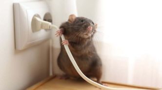 Cet ingrédient à moins de 1 euro est le répulsif naturel parfait contre les rats et les souris