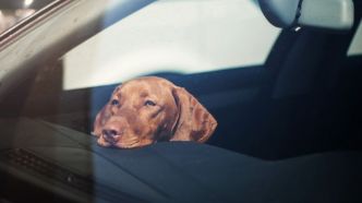 Que faire si vous voyez un chien enfermé dans une voiture en été ?