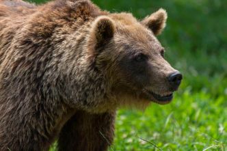 Ours dans les Pyrénées-Atlantiques : des chiffres officiels en décalage avec la réalité vécue par les éleveurs
