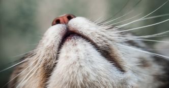La fatigue des moustaches chez les chats : un mal invisible mais réel