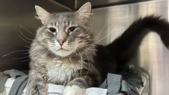 Il rend son chat au refuge quelques jours après son adoption parce qu'il est... trop attaché à lui
