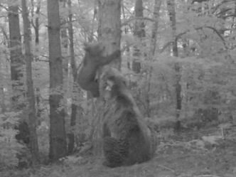 Vidéo. L'ourse Claverina filmée avec un ourson, première naissance dans les Pyrénées aragonaises depuis cinquante ans