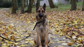 Il avait traîné son berger malinois avec sa voiture : un homme condamné à un an ferme pour avoir mutilé son chien