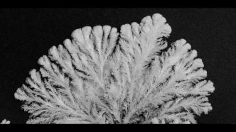 Quand la chimie devient art : des cristaux en timelapse par Thomas Blanchard