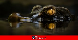La chasse au caïman reprendra lundi soir à Oupeye : "Je ne crois que ce que je vois”