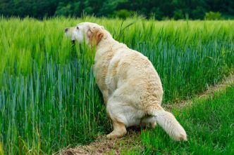 Voilà pourquoi les déjections canines sont plus nocives que le lisier