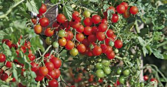 Conseils jardinage. Nos conseils pour faire pousser de belles tomates en été !