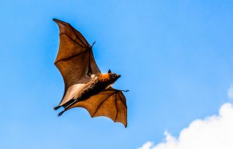 Avec de l'entrainement, les humains peuvent acquérir ce "super pouvoir" des chauves-souris