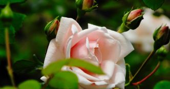 Conseils jardinage. Quels rosiers il faut choisir pour son jardin ?