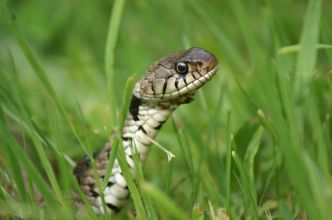 Le saviez-vous ? Un serpent dans votre jardin dit beaucoup de la santé de votre écosystème