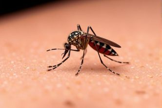 "Courbatures, fièvre, douleurs articulaires ou plaques urticantes" : comment reconnaître les premiers signes du virus du chikungunya