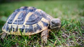 Crash d'un petit avion de tourisme : une tortue à l'origine du drame ? Le pilote aurait effectué une manœuvre pour éviter l'animal sur la piste