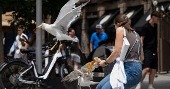 "Ils sont une menace”, au Royaume-Uni, la difficile cohabitation avec les goélands